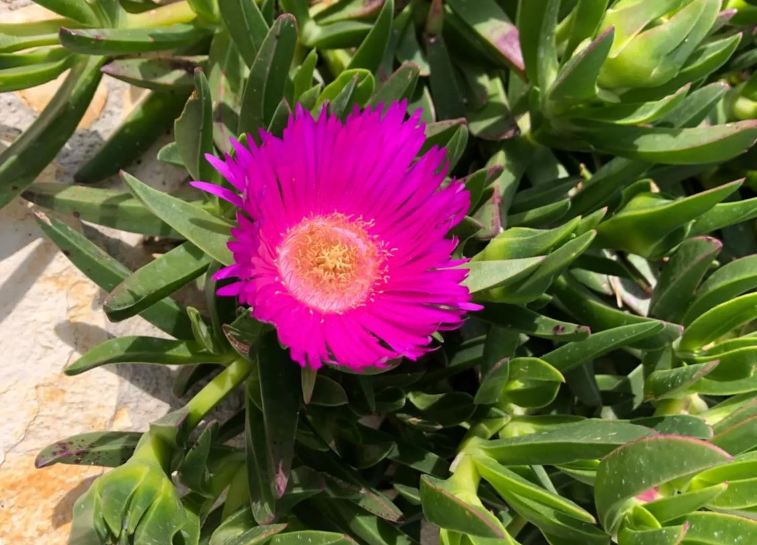 דראגה Buqez Resort Villa Sunrise 62 0*,